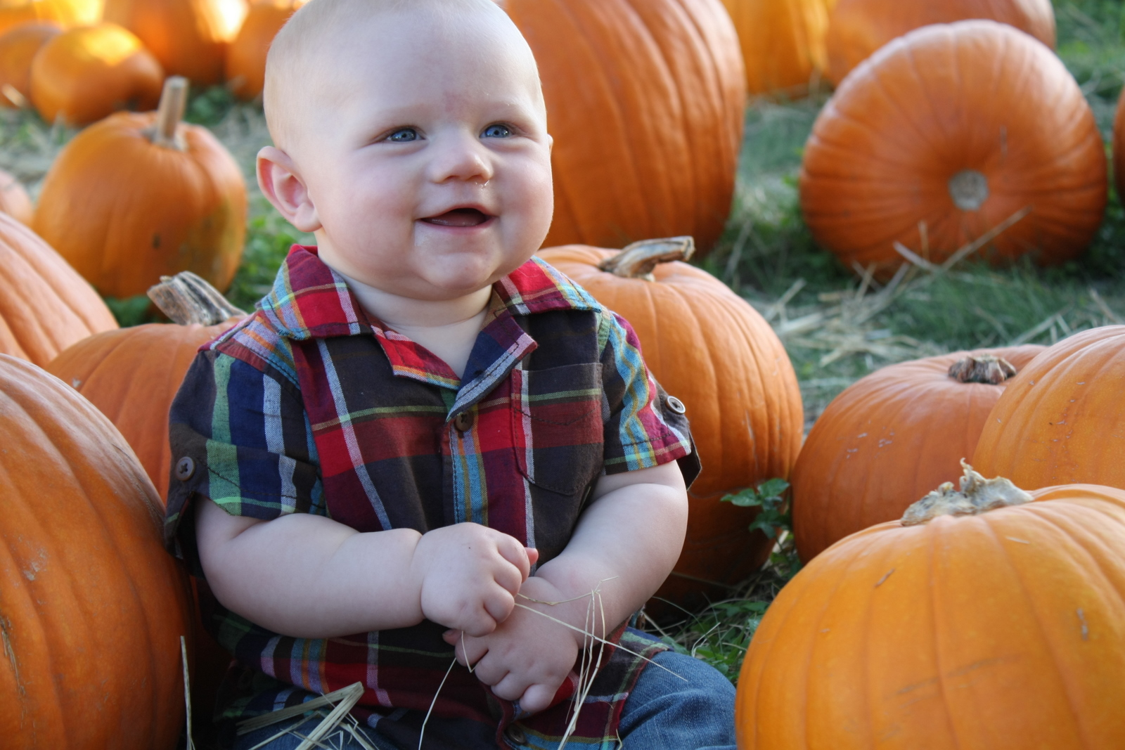 Tom and zachs pumpkin patch