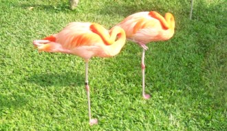 twin flamingos
