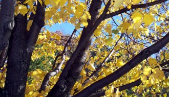 autumn yellow