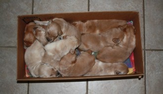box-o-pups